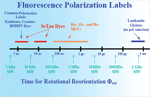 Fluorescence polarization labels: fluorescence lifetime (FLT) versus molecular weight of analyte