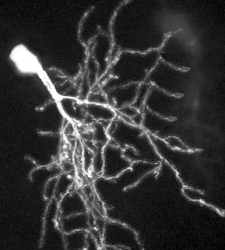 2-photon image of neuron loaded with squaraine-rotaxane SeTau-647
