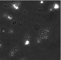 Saccharomyces Cerevisiae cells stained with 3-DAB before undergoing the cycle cryoprotection