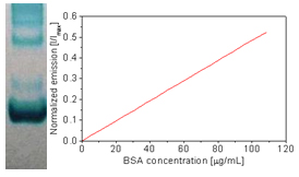 Fluorescence intensity of Square-655 vs. BSA concentration
