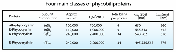 Main classes of phycobiliproteins: Allophycocyanin, R-Phycocyanin, B-Phycoerythrin, R-Phycoerythrin