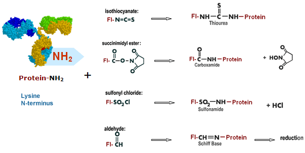 Labeling of amino-modified biomolecules